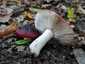 Feketésvörös galambgomba (Russula undulata), Budai-hegység